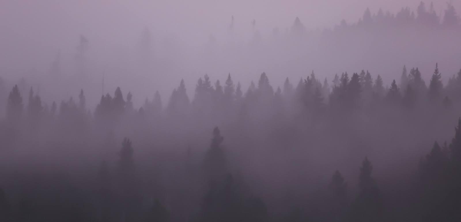 Purple Forest Background.png